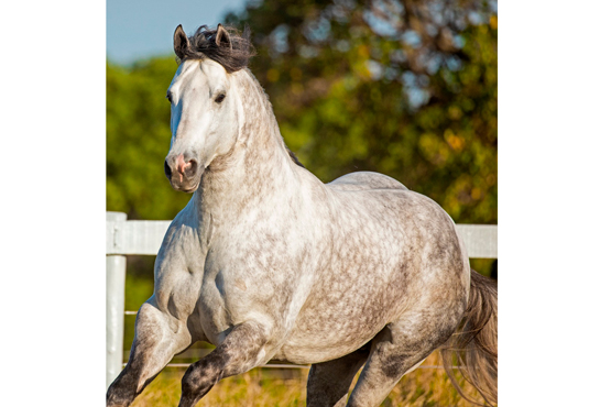 FIESTA LEGACY - Imagem 1