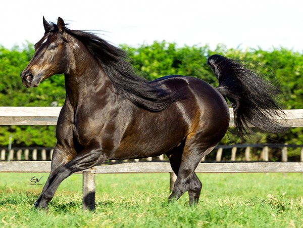 ANITA CHEX - Imagem 1