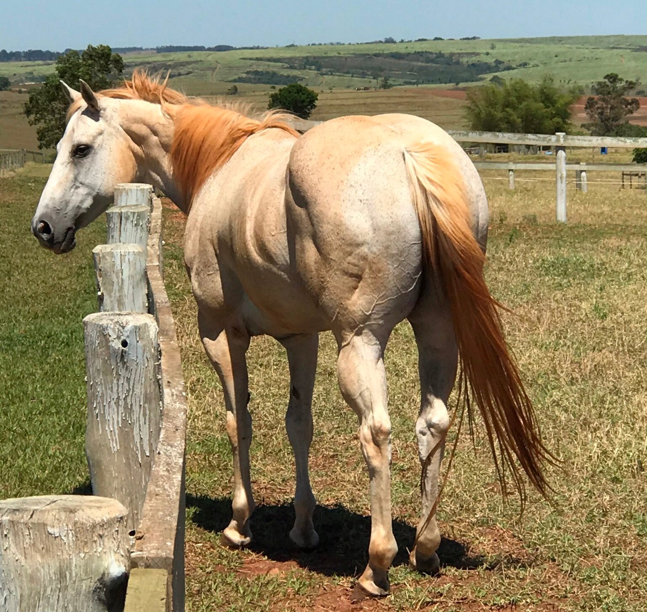 BRASITA MOON ZO - Imagem 1