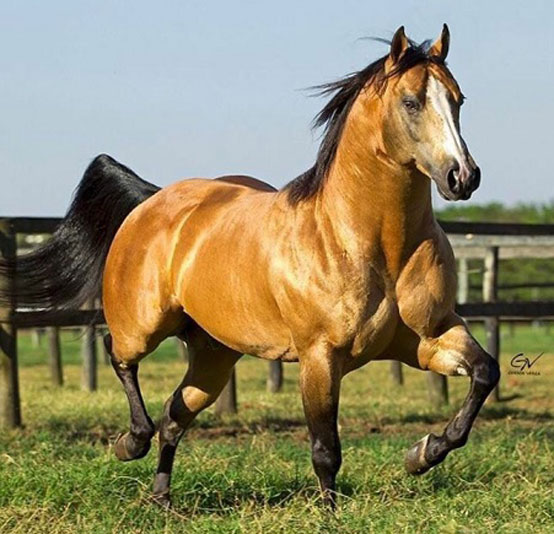 DUAL SPARK - Imagem 1