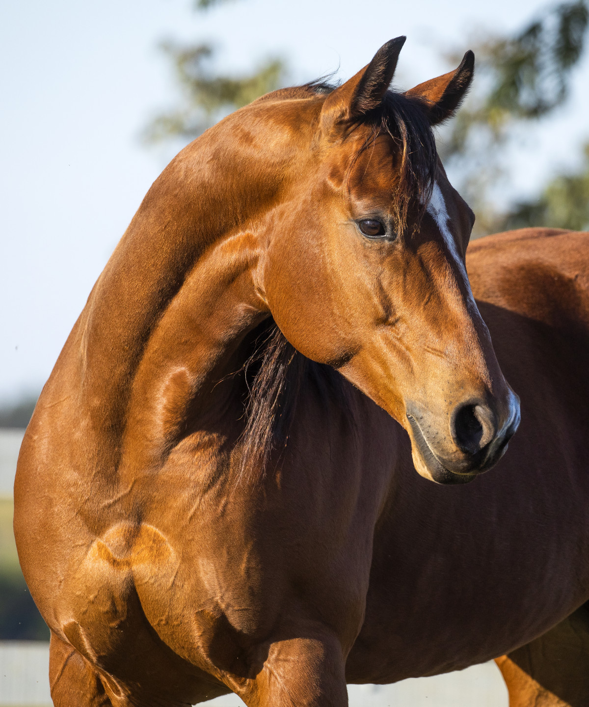 INDEPENDENCE FIESTA - Imagem 1