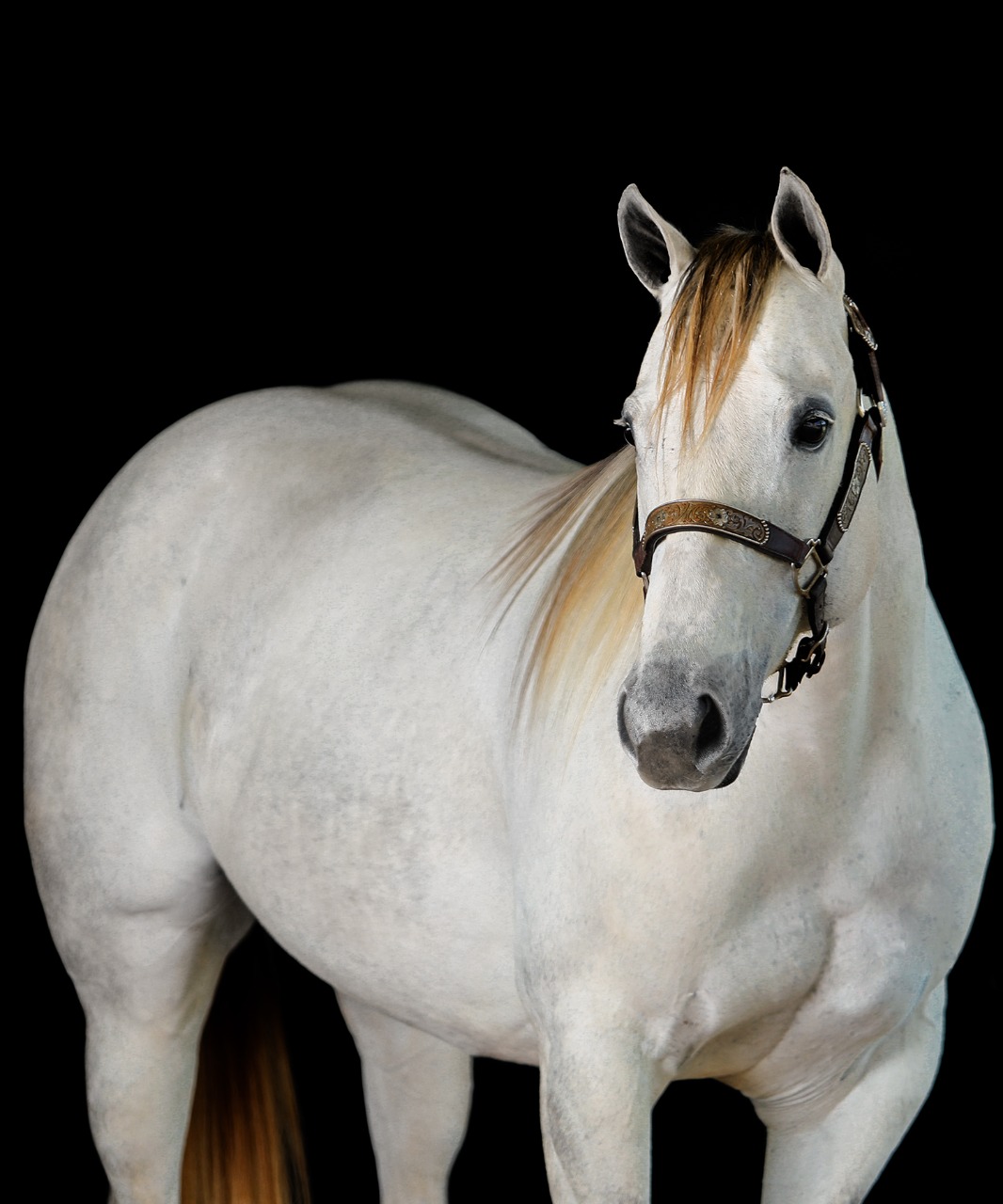 WV RARITY DASH - Imagem 1